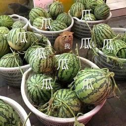 娱乐随拍吃瓜 第2张 娱乐随拍吃瓜 第2张